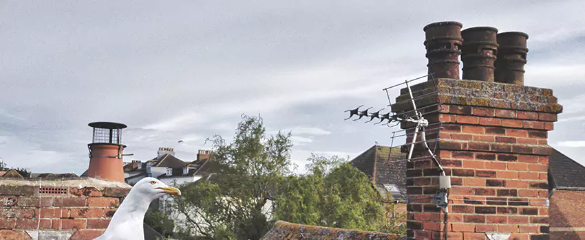 Chimney Cleaning And Restoration in Foster City, California
